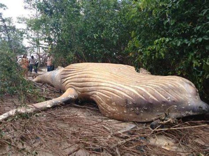 Humpback Whale In Amazon Jungle