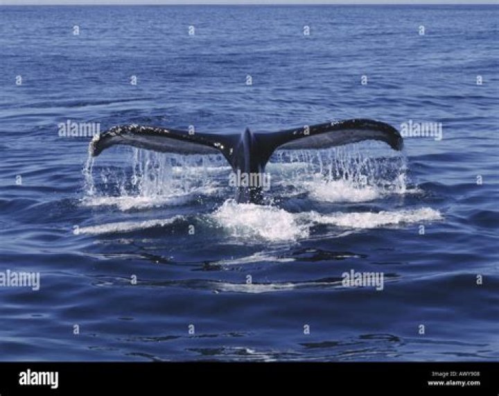 Humpback Whale Tail Fin