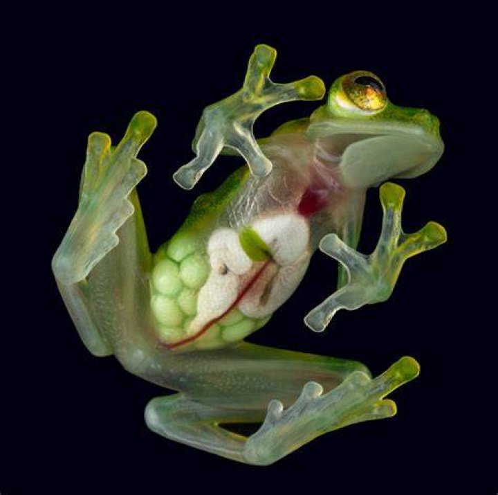 Inside Glass Frogs, The Amphibians With See-Through Bellies