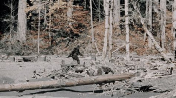 Is Bigfoot Real? Inside The Expert Evidence And Sightings