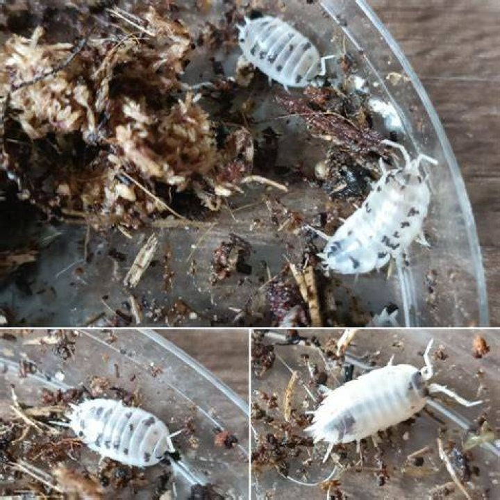 Isopods Attacking Bait Box