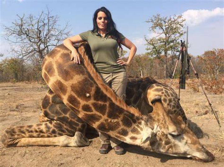 Killed Giraffe