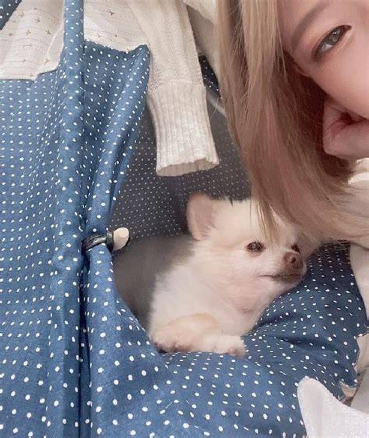 Kkatamina pet dog