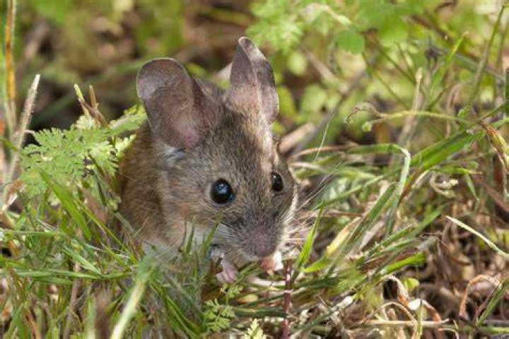 Leaf Eared Mouse