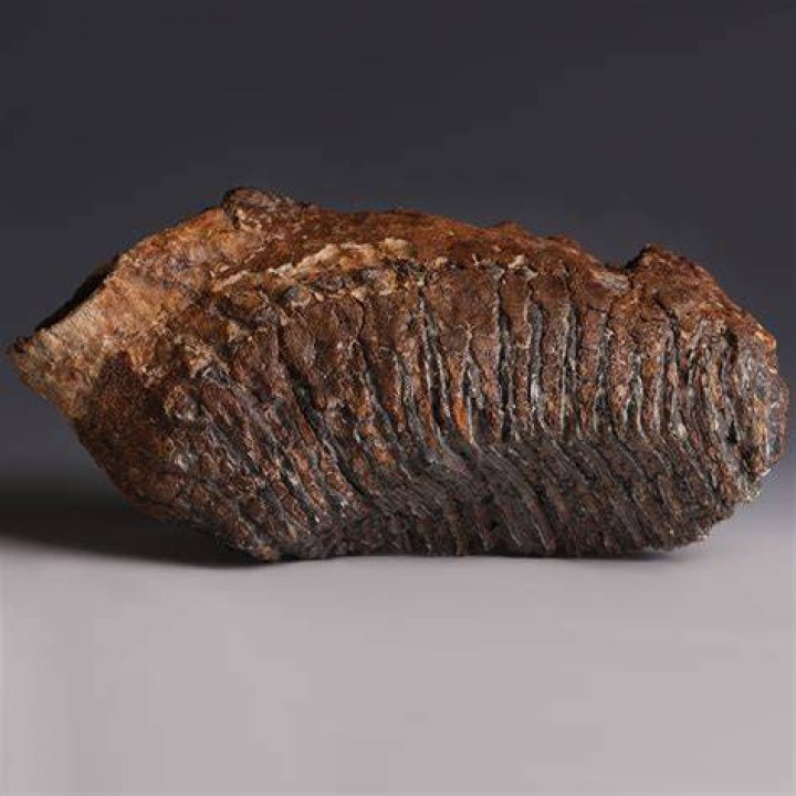 Mammoth Tooth