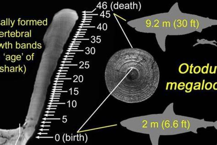 Megalodon Growth Bands