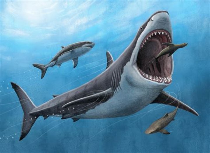 Megalodon Illustration