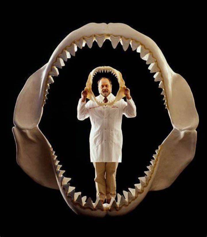 Megalodon Jaws