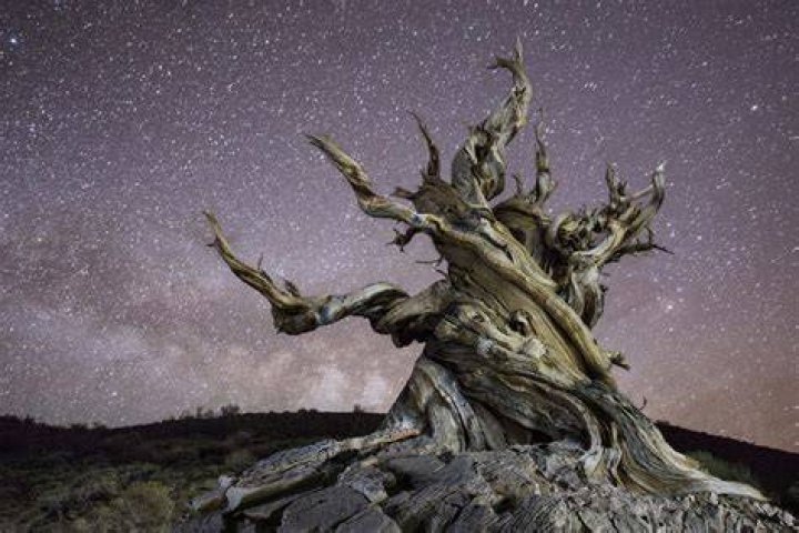 Methuselah