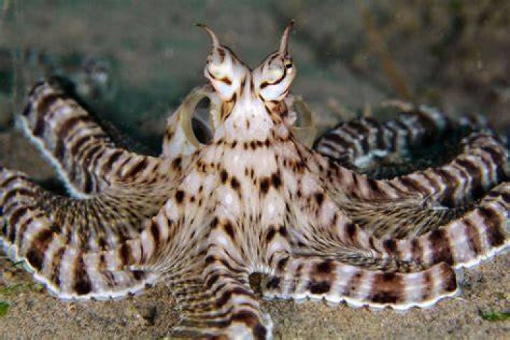 Mimic Octopus Video