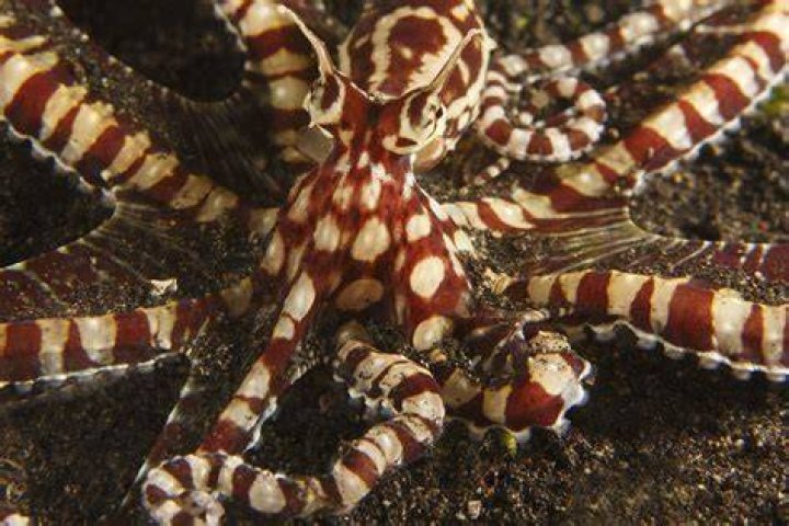 Mimic Octopus