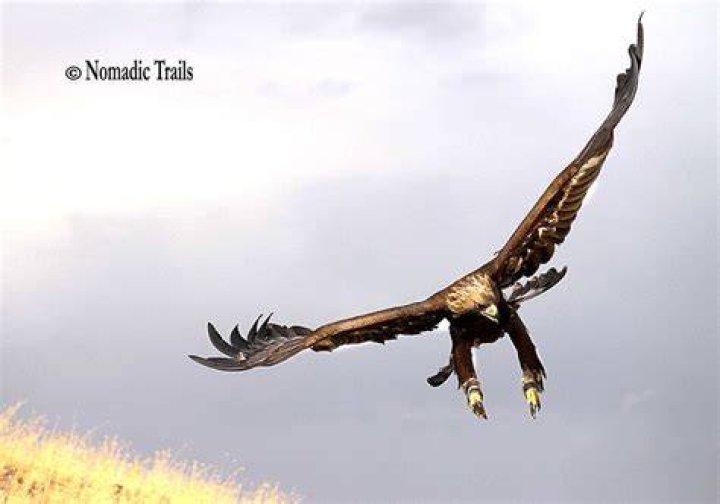 Mongolian Eagle Flying
