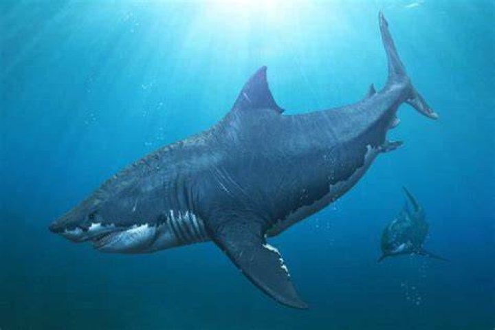 Newborn Megalodons Were Six-Foot Cannibals, Study Says