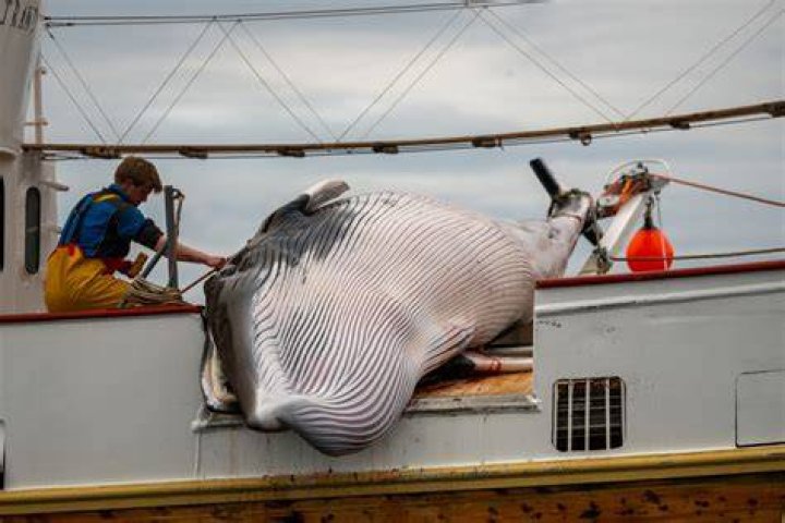 Norway Fisheries Whale