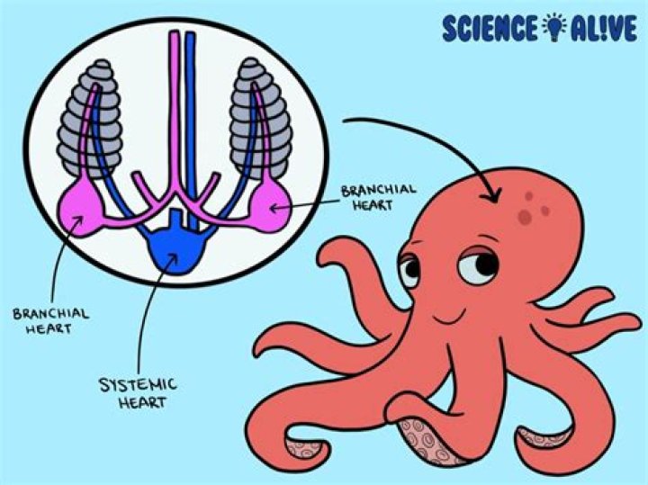 Octopus Hearts