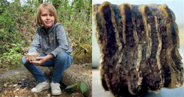 Oregon 9-Year-Old Finds Mammoth Tooth While Playing Outside