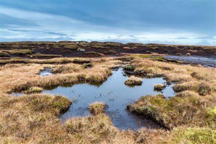 Peat Bog