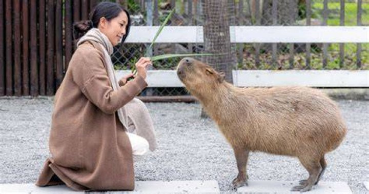 Pet Capybara