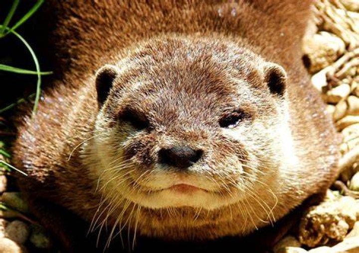 Pet Otter