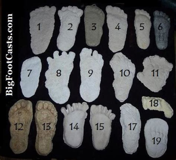 Plaster Casts Of Bigfoot Footprints