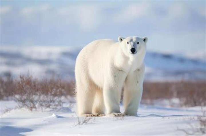 Polar Bear