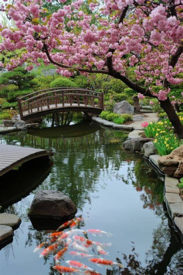 Pond in the Japanese Garden