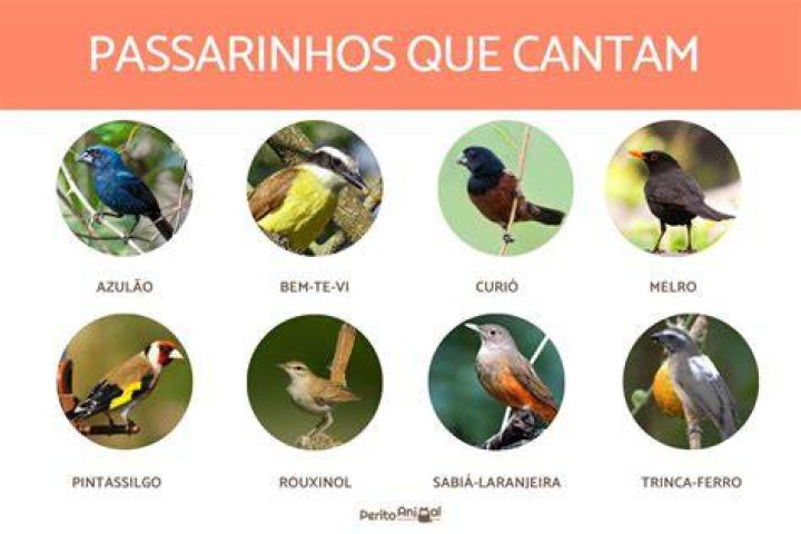 Que tipo de pássaro é laranja?