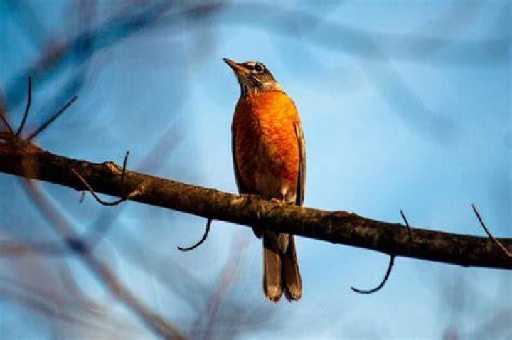 ¿Qué pájaro tiene el pecho naranja? – Celebrity.fm
