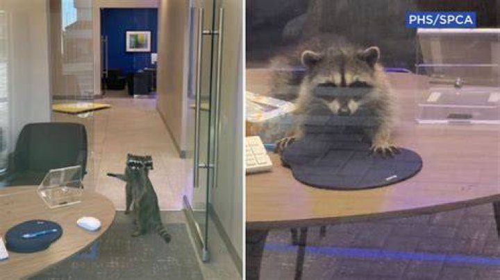 Raccoon Bank Intruders