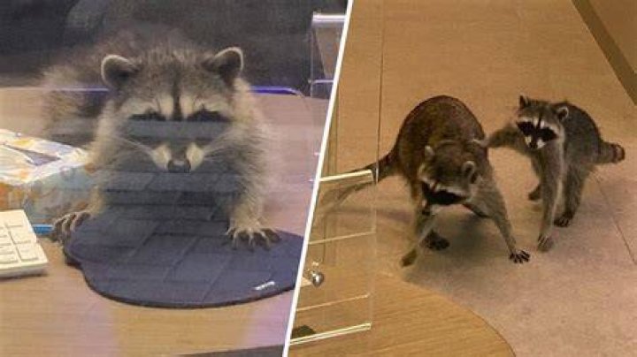 Raccoons Inside Bank