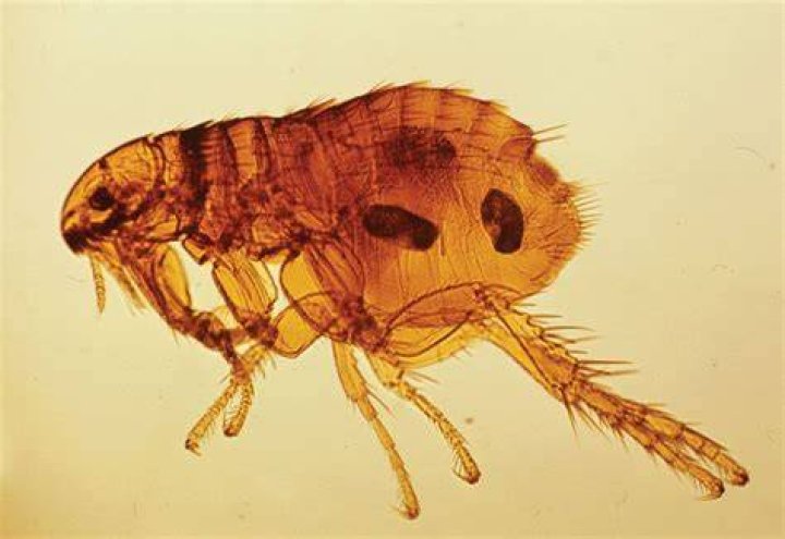 Rat Flea