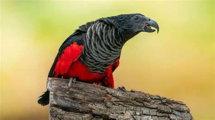 Red Body Dracula Parrot