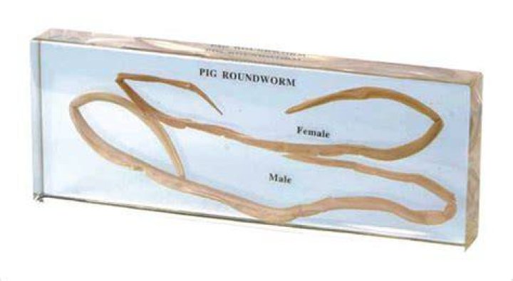 Roundworm Specimen