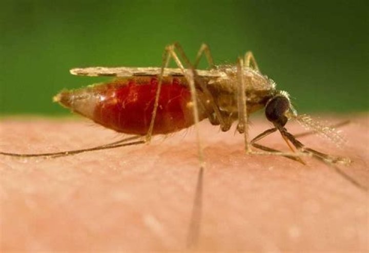 Scary Diseases Mosquito