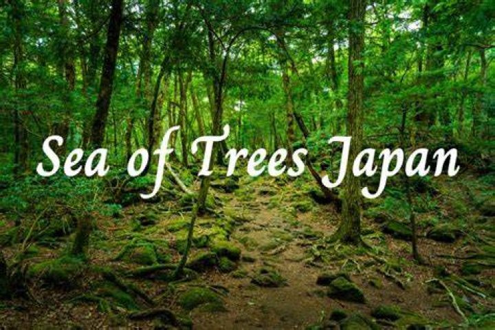 Sea Of Trees In Japan