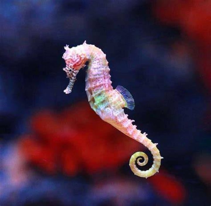 Seahorses