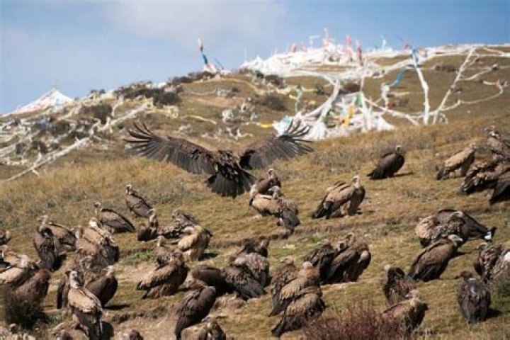 Sky Burial Vultures