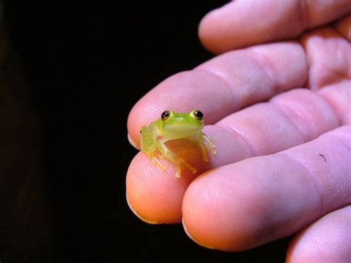 Small Glass Frog
