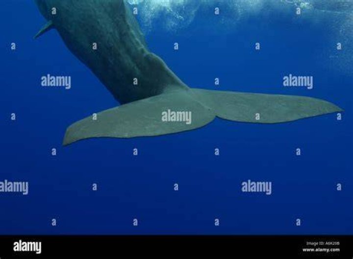 Sperm Whale Tail