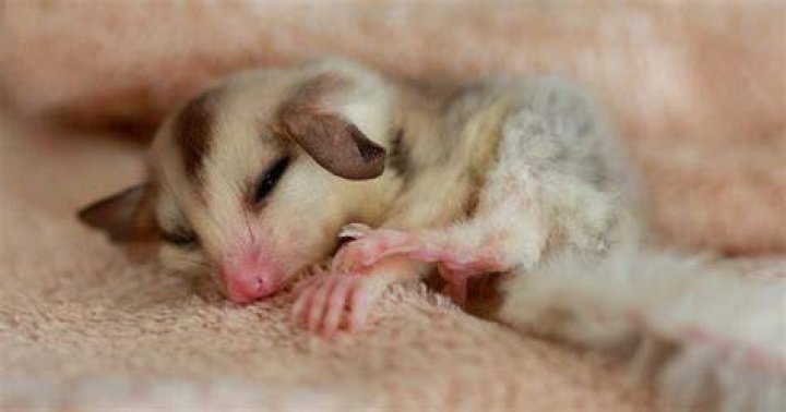 Sugar Glider Sleeping