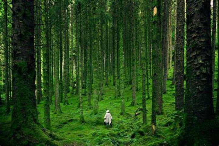 Suicide Forest In Japan