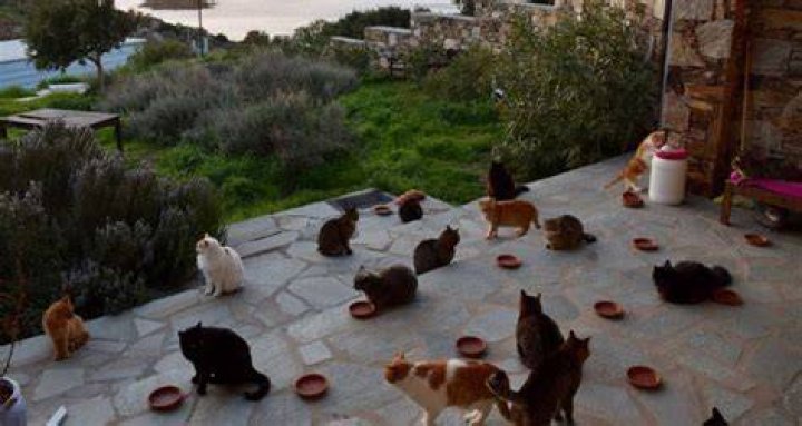 Syros Cat Sanctuary