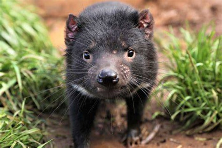 Tasmanian Devil In Wild