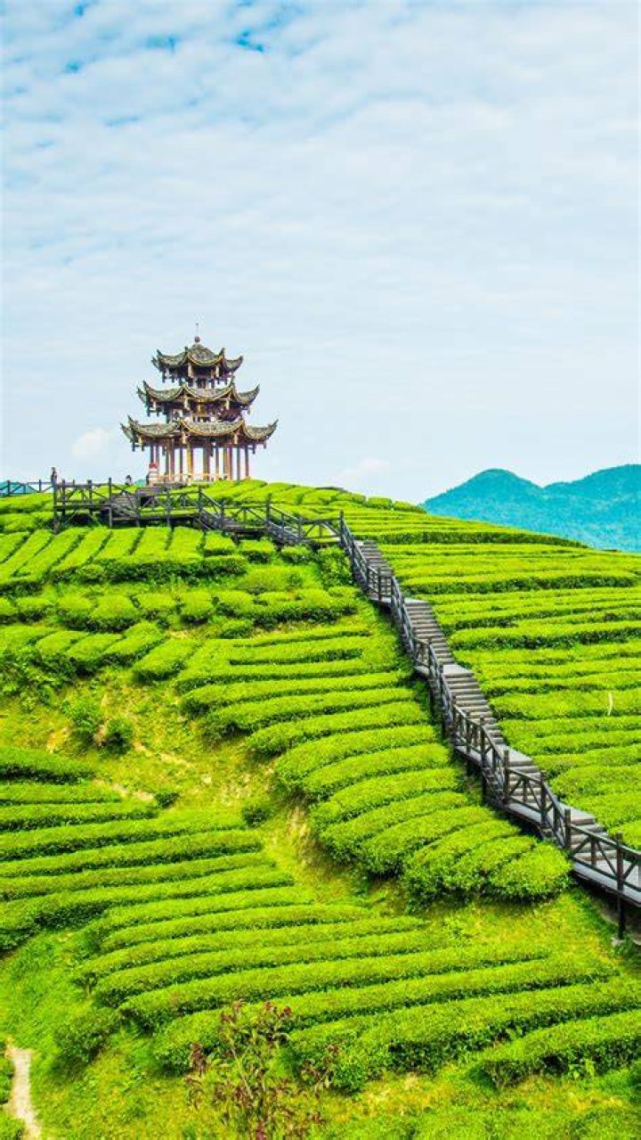 Tea Plantation In China