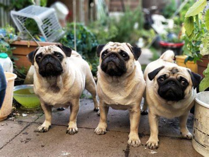 The Order Of The Pugs
