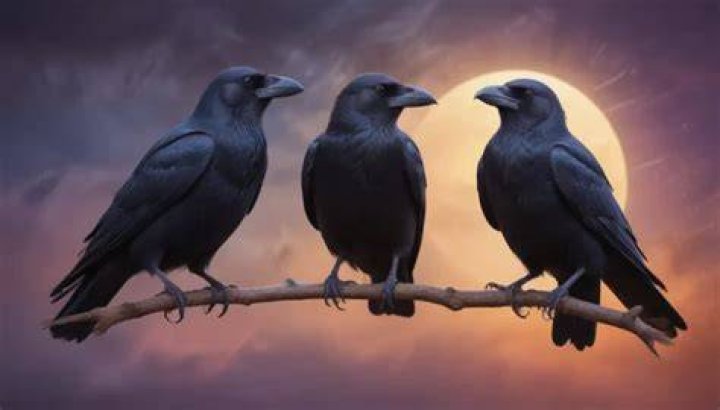 Three Crows