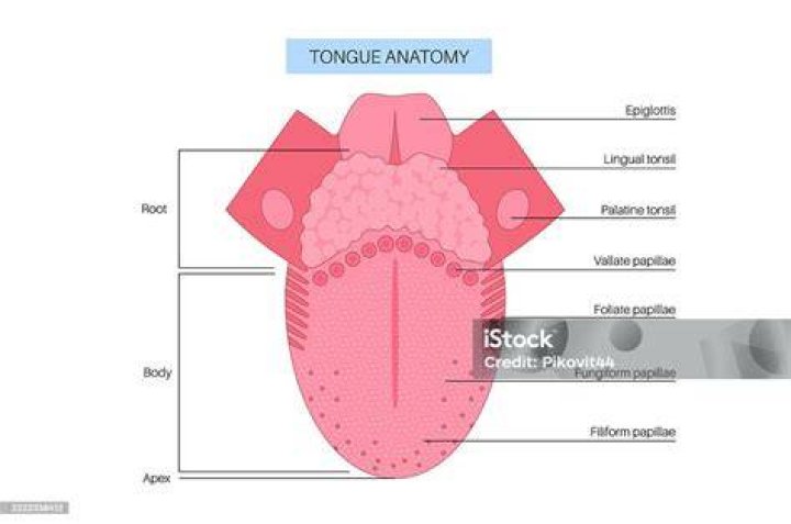 Tip Of Human Tongue