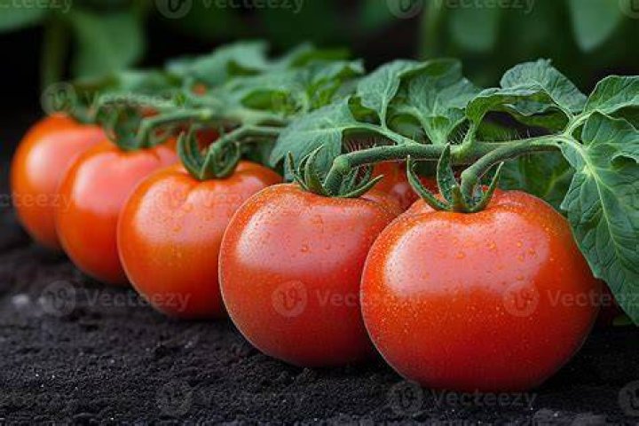 Tomatoes