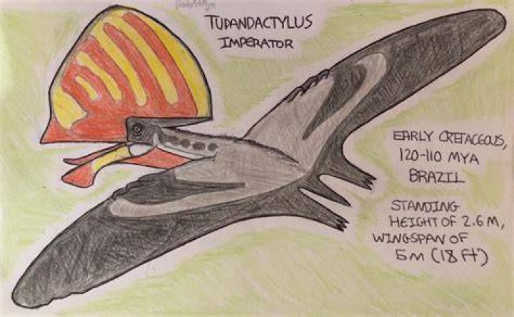 Tupandactylus Imperator Drawing