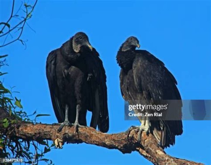 Two Black Vultures Perching